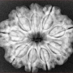 9 Mukhi Rudraksha 27.2mm 5.37gm - Xray