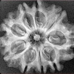 9 Mukhi Rudraksha 27.7mm 3.15gm - Xray