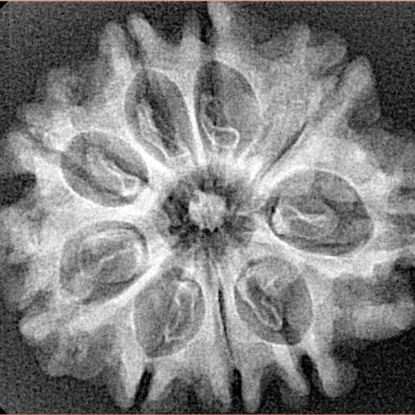 9 Mukhi Rudraksha 27.7mm 3.15gm - Xray
