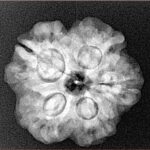 1MK(Underdeveloped) 23.5mm 4.09gm - Xray