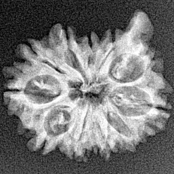 11 Mukhi Ganesh 22.3mm 2.37gm - Xray