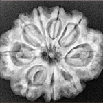 9 Mukhi Rudraksha 27.3mm 4.94gm - Xray