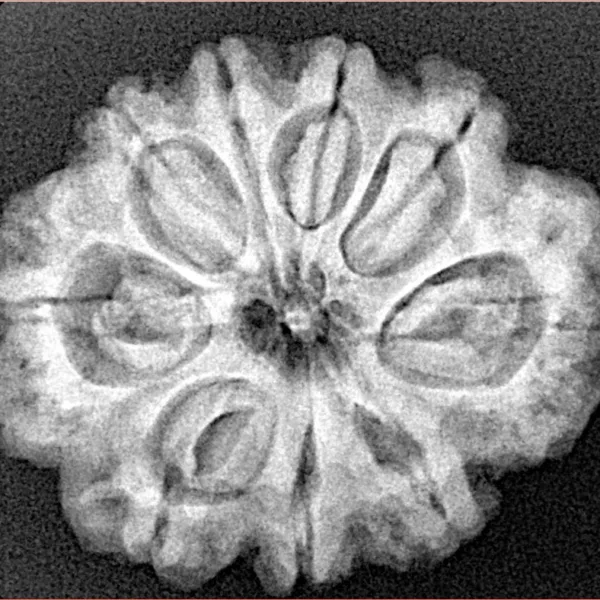 9 Mukhi Rudraksha 27.3mm 4.94gm - Xray