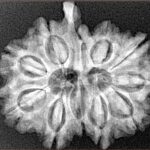 11 Mukhi Ganesh 28.1mm 4.76gm - Xray