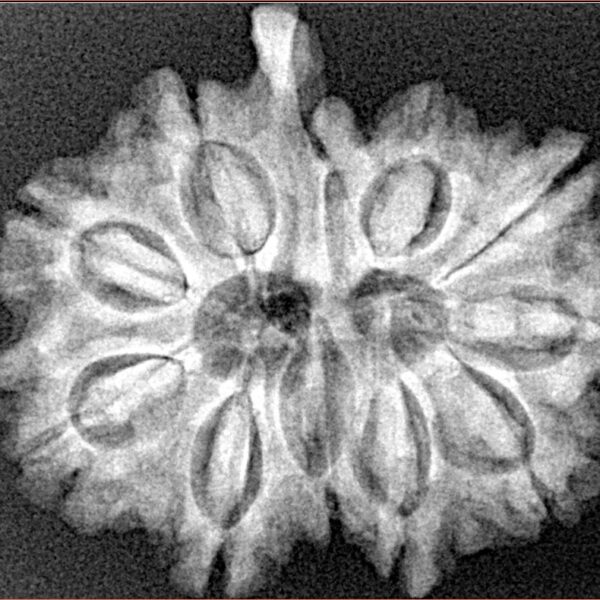 11 Mukhi Ganesh 28.1mm 4.76gm - Xray