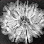 9 Mukhi Rudraksha 28.4mm 5.44gm - Xray