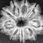 9 Mukhi Rudraksha 25.4mm 4.08gm - Xray