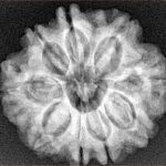 9 Mukhi Rudraksha 25mm 4.94gm - Xray