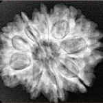 9 Mukhi Rudraksha 27.4mm 5.21gm - Xray