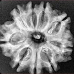 9 Mukhi Rudraksha 26.1mm 4.07gm - Xray