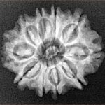 10 Mukhi Rudraksha 24.7mm 3.61gm - Xray