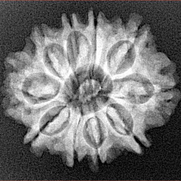 10 Mukhi Rudraksha 24.7mm 3.61gm - Xray