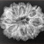 11 Mukhi Ganesh 27.4mm 4gm - Xray