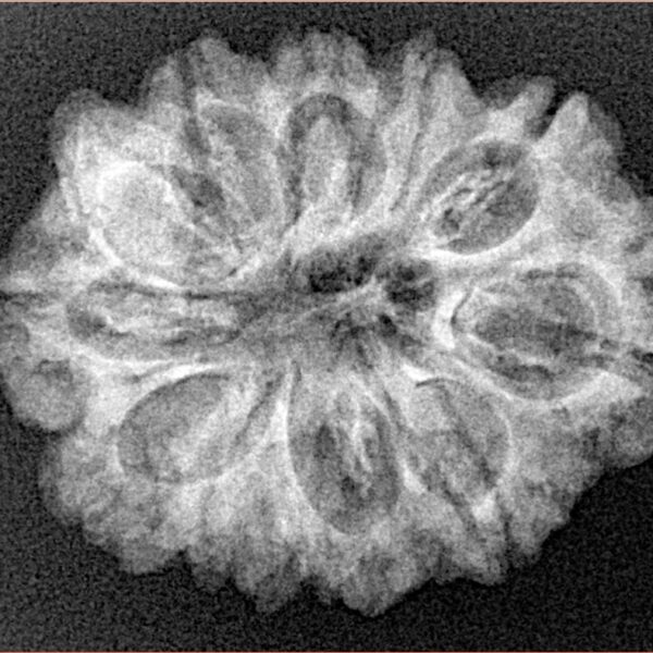 11 Mukhi Ganesh 27.4mm 4gm - Xray