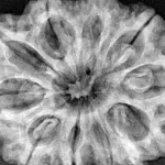 10 Mukhi Ganesh 34.7mm 8.7gm - Xray