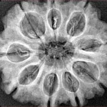 9 Mukhi Rudraksha 29.8mm 5.7gm - Xray