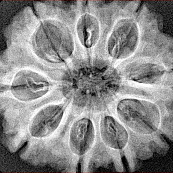 9 Mukhi Rudraksha 29.8mm 5.7gm - Xray