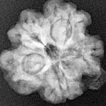 1MK(Underdeveloped) 22.5mm 3.75gm - Xray