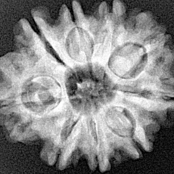 9 Mukhi Rudraksha 24.8mm 4.64gm - Xray