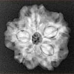 1MK(Underdeveloped) 22.6mm 3.54gm - Xray