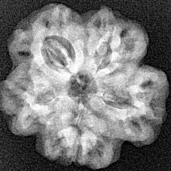 1MK(Underdeveloped) 22.8mm 3.54gm - Xray