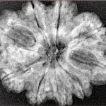 9 Mukhi Rudraksha 30.5mm 5.66gm - Xray