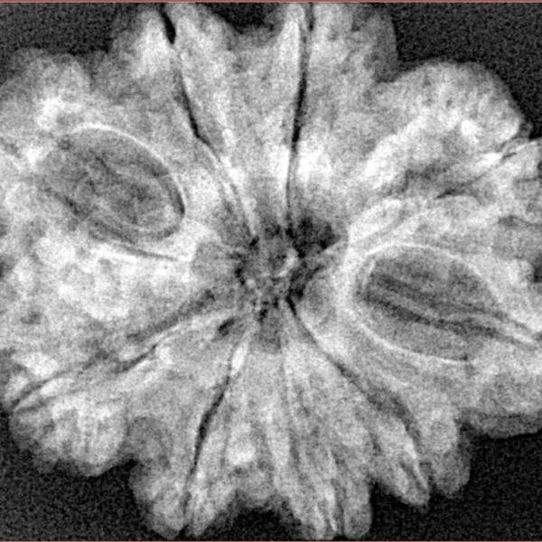 9 Mukhi Rudraksha 30.5mm 5.66gm - Xray