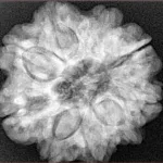 9 Mukhi Rudraksha 26.5mm 6.49gm - Xray