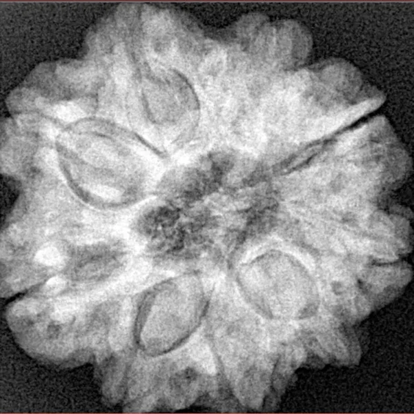 9 Mukhi Rudraksha 26.5mm 6.49gm - Xray