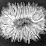 14 Mukhi Rudraksha 30.1mm 5.4gm - Xray