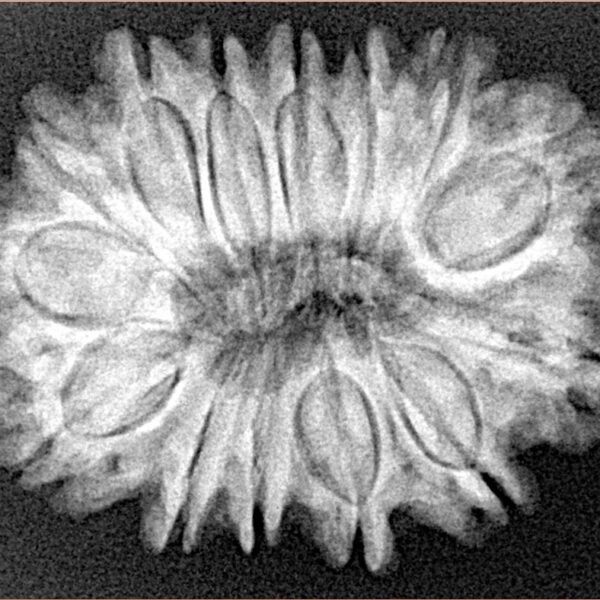 14 Mukhi Rudraksha 30.1mm 5.4gm - Xray