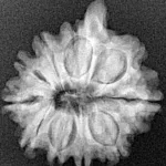 10 Mukhi Ganesh 22.3mm 3.17gm - Xray