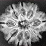 9 Mukhi Rudraksha 26.8mm 3.9gm - Xray
