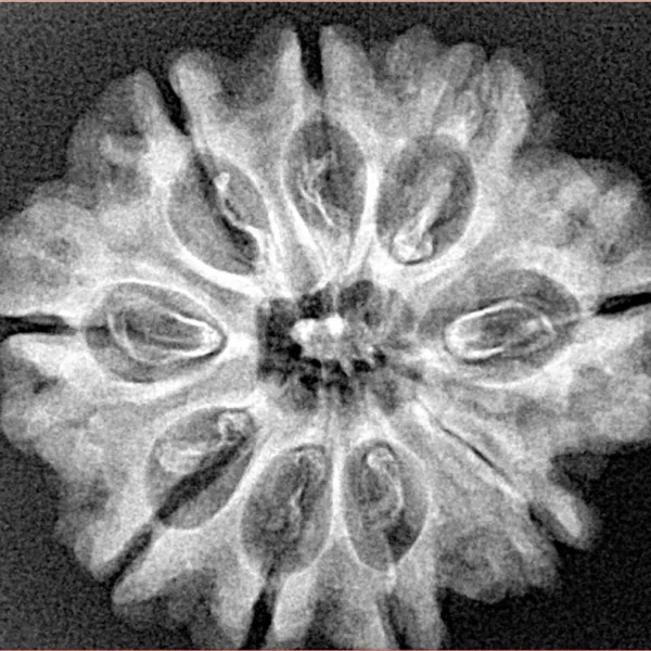 9 Mukhi Rudraksha 26.8mm 3.9gm - Xray