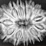 14 Mukhi Rudraksha 28.3mm 4.87gm - Xray