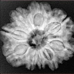 9 Mukhi Rudraksha 26.5mm 5.69gm - Xray