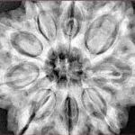 9 Mukhi Rudraksha 32mm 9.35gm - Xray