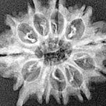 11 Mukhi Ganesh 24.4mm 2.31gm - Xray