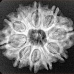 10 Mukhi Rudraksha 26mm 4.76gm - Xray