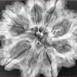 9 Mukhi Rudraksha 29.5mm 5.73gm - Xray