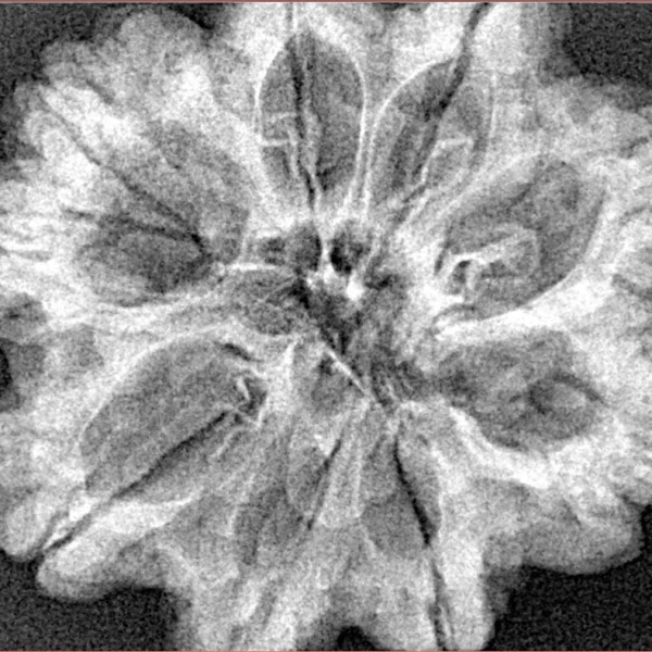 9 Mukhi Rudraksha 29.5mm 5.73gm - Xray