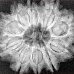 10 Mukhi Rudraksha 30.1mm 7.06gm - Xray
