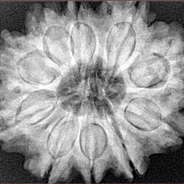 10 Mukhi Rudraksha 30.1mm 7.06gm - Xray