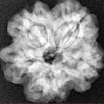 1MK(Underdeveloped) 22.6mm 3.85gm - Xray