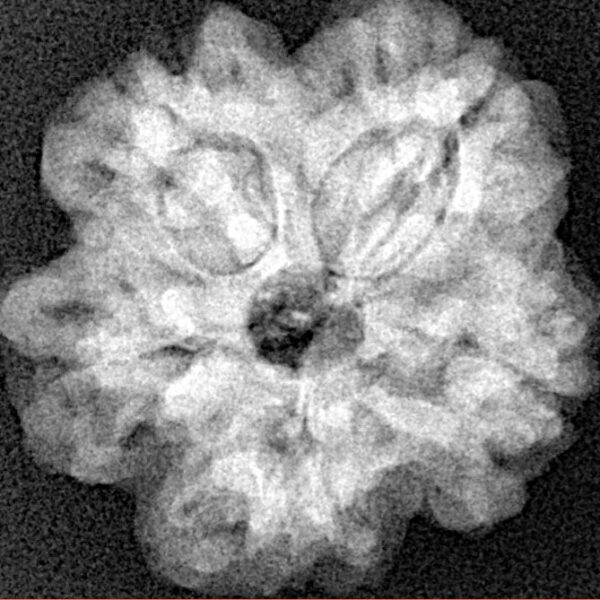 1MK(Underdeveloped) 22.6mm 3.85gm - Xray