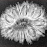 17 Mukhi Rudraksha 28.5mm 4.65gm - Xray