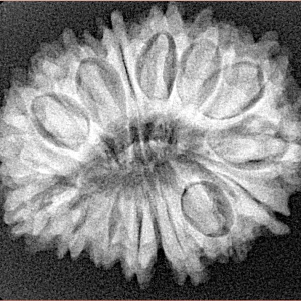 17 Mukhi Rudraksha 28.5mm 4.65gm - Xray