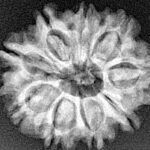 9 Mukhi Rudraksha 25.3mm 3.71gm - Xray