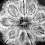 9 Mukhi Rudraksha 32.4mm 8.44gm - Xray