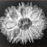 10 Mukhi Rudraksha 26.1mm 4.43gm - Xray